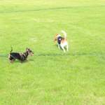 Happy Puppy Team